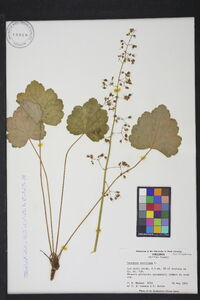 Heuchera americana image