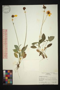 Coreopsis auriculata image