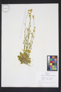 Polygala lutea image