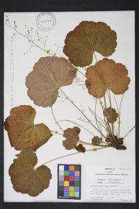 Heuchera parviflora image