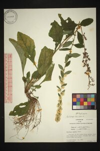 Solidago bicolor image