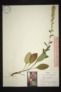 Solidago bicolor image