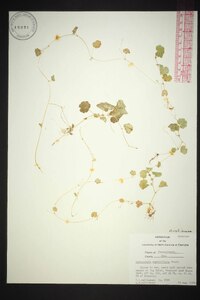 Hydrocotyle verticillata image