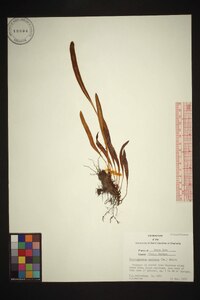 Elaphoglossum conforme image