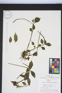 Peperomia dendrophila image