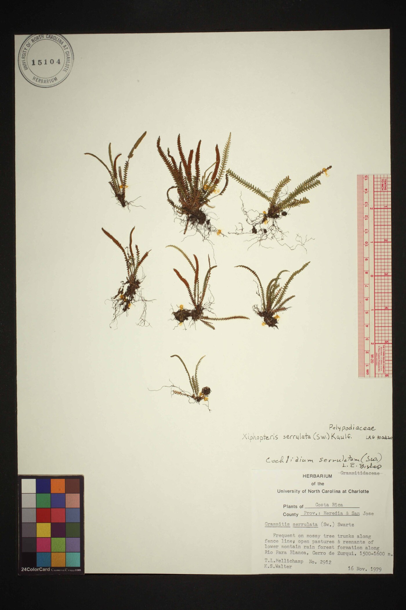 Cochlidium serrulatum image