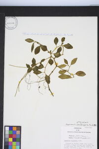 Peperomia dendrophila image