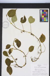 Peperomia hernandiifolia image