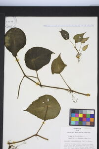 Peperomia hernandiifolia image