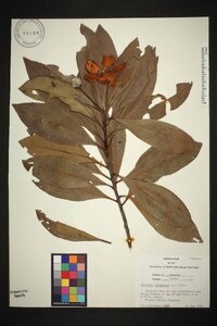 Gordonia lasianthus image