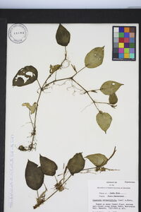 Peperomia hernandiifolia image