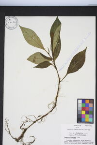 Peperomia poasana image