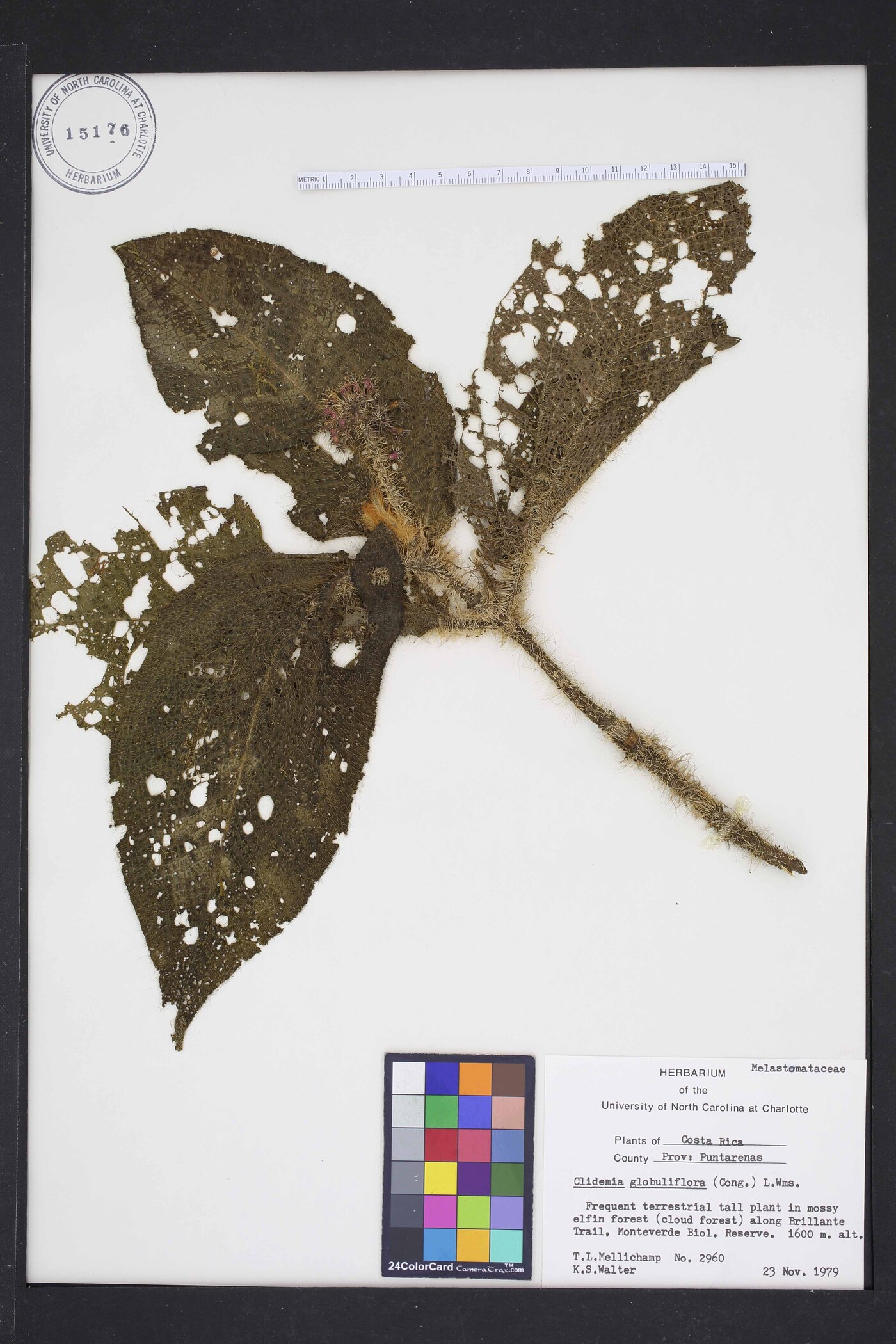 Miconia reflexa image