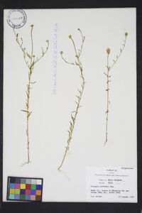 Polygala curtissii image