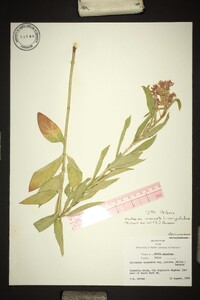 Asclepias incarnata var. pulchra image