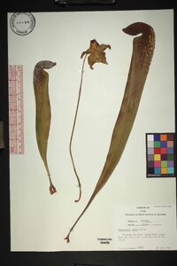 Sarracenia minor image