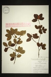 Ilex mucronata image