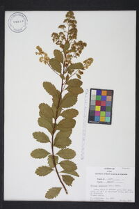 Spiraea latifolia image