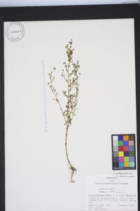 Chaenorhinum minus image