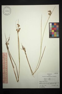 Juncus articulatus image