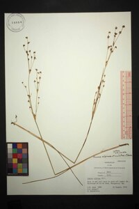 Juncus alpinoarticulatus subsp. americanus image