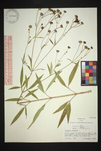 Coreopsis tripteris image