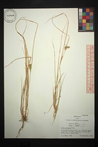 Carex viridula image