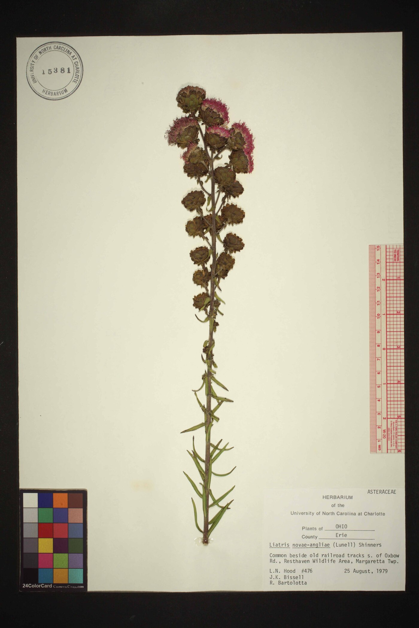 Liatris novae-angliae var. nieuwlandii image