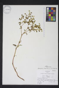 Potentilla supina image