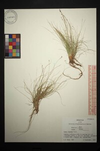 Carex eburnea image