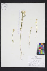 Polygala sanguinea image