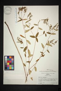 Euphorbia pubentissima image