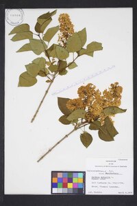 Syringa vulgaris image