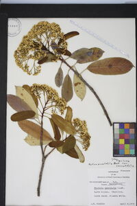 Photinia serratifolia image