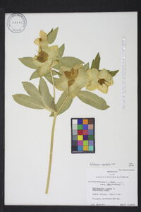 Helleborus niger image