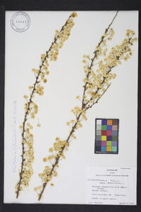 Spiraea prunifolia image