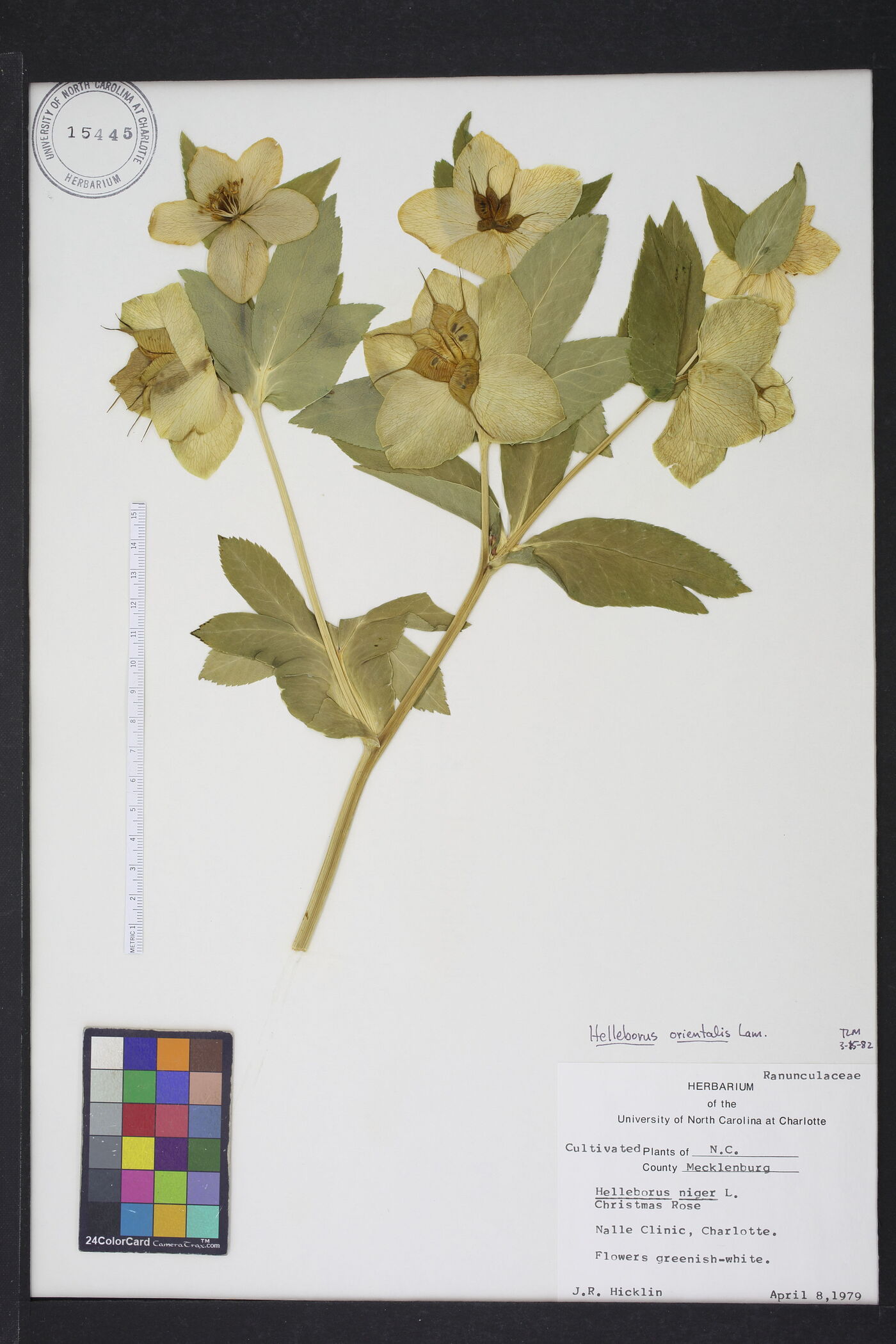 Helleborus orientalis image