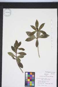 Cleyera japonica image