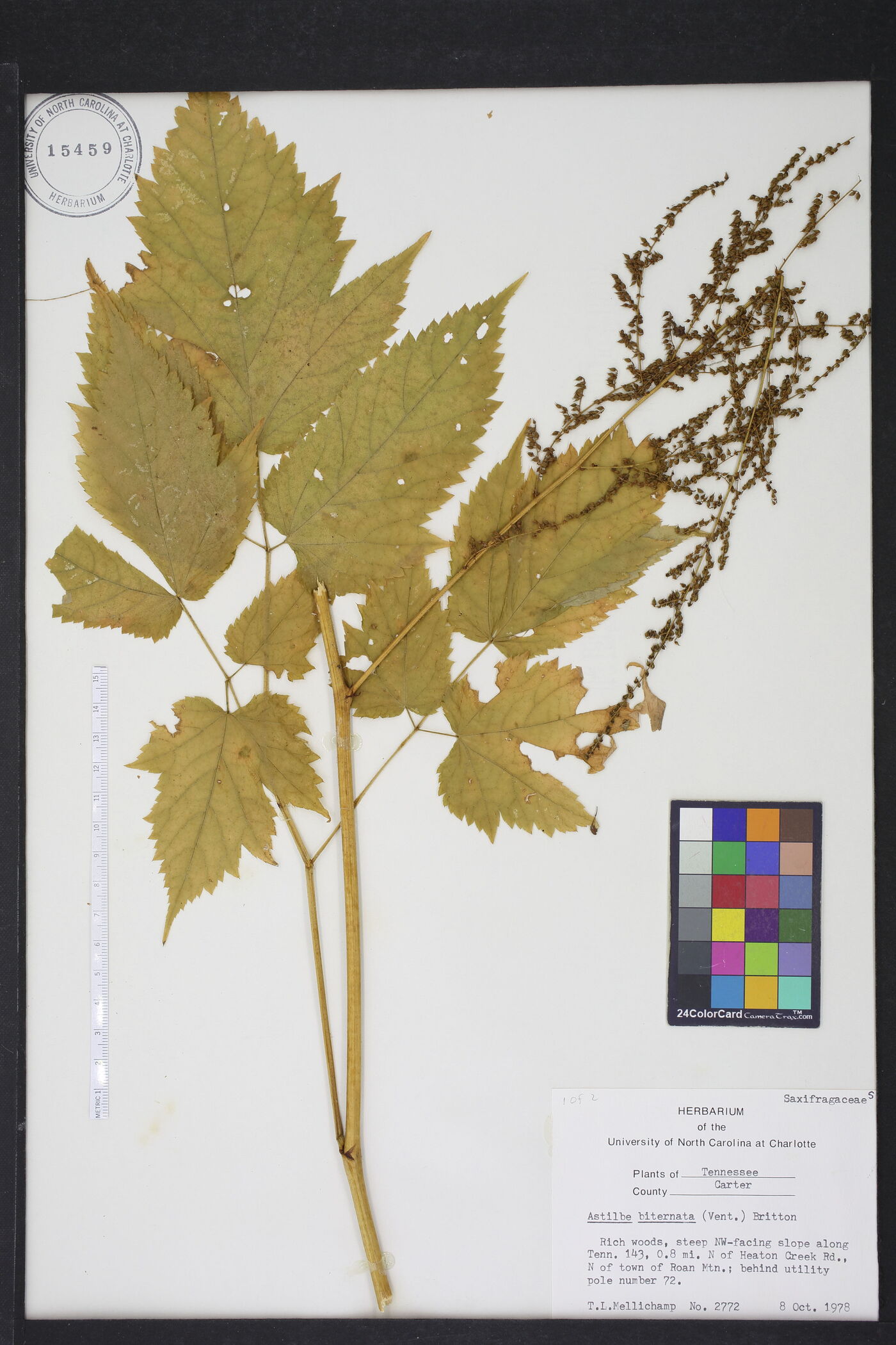 Astilbe biternata image