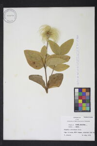 Clematis ochroleuca image