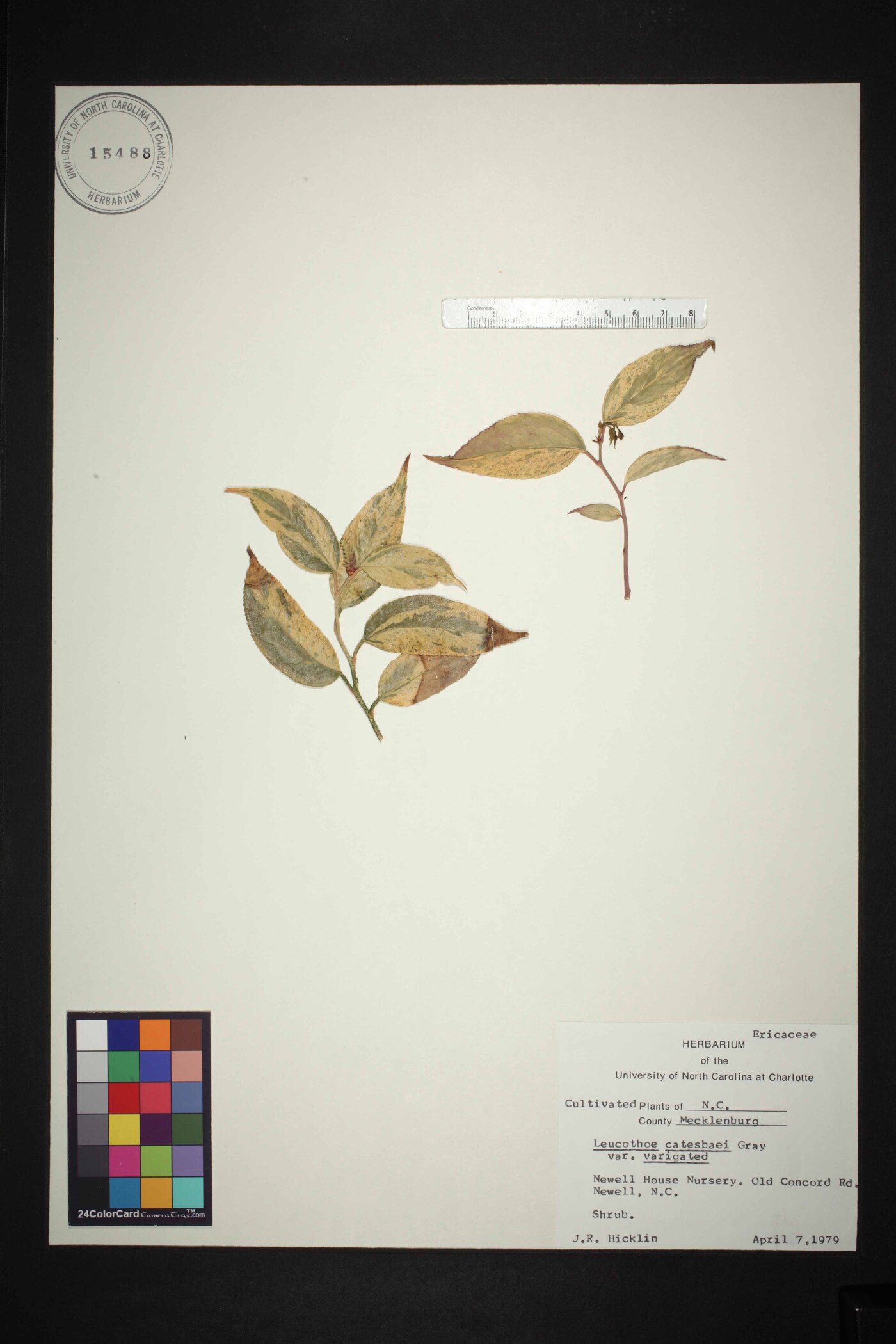 Leucothoe catesbaei image