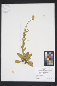 Polygala lutea image