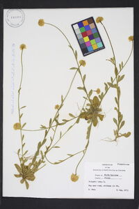 Polygala lutea image