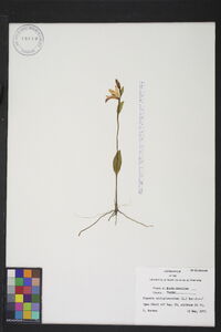 Pogonia ophioglossoides image