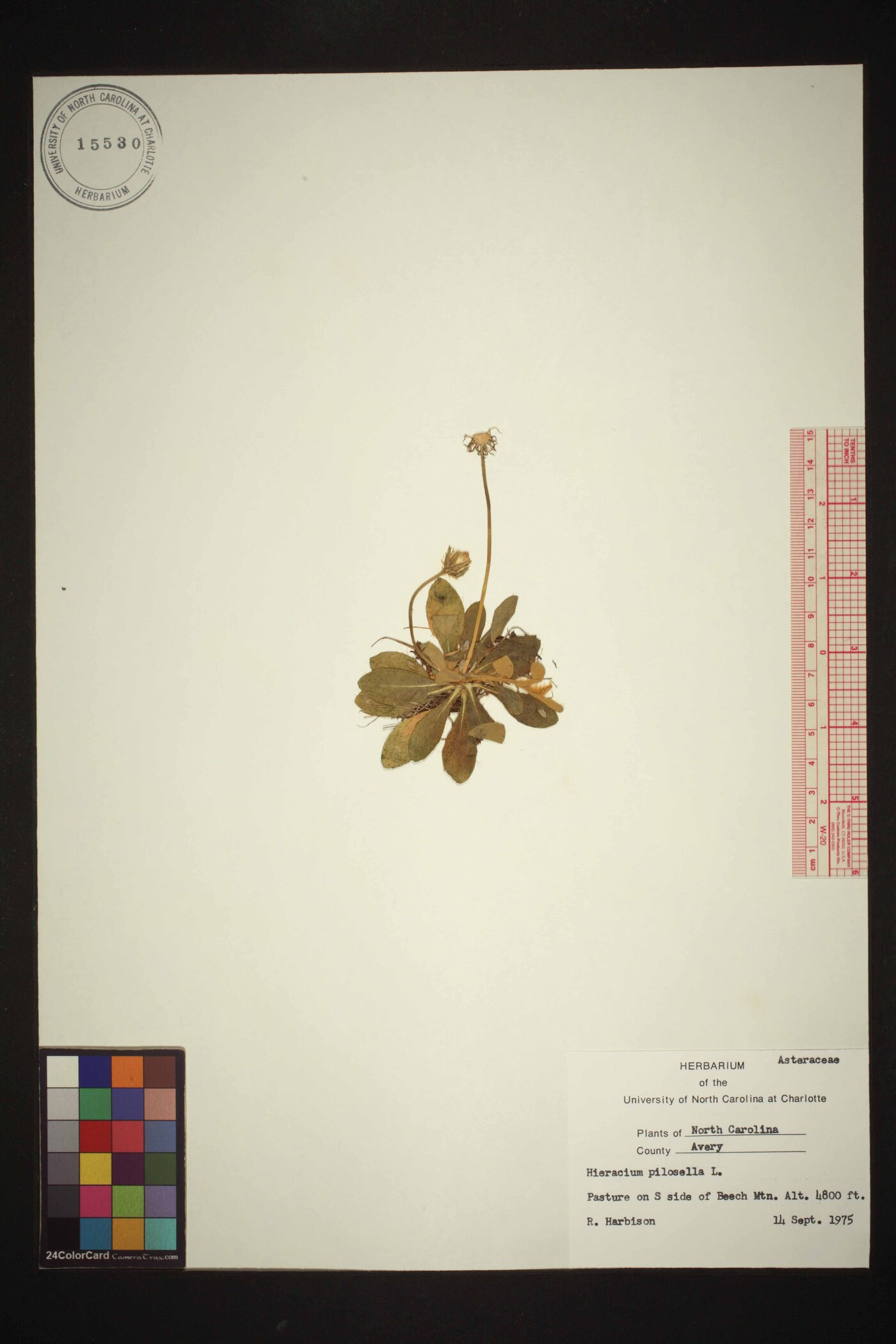 Pilosella officinarum image