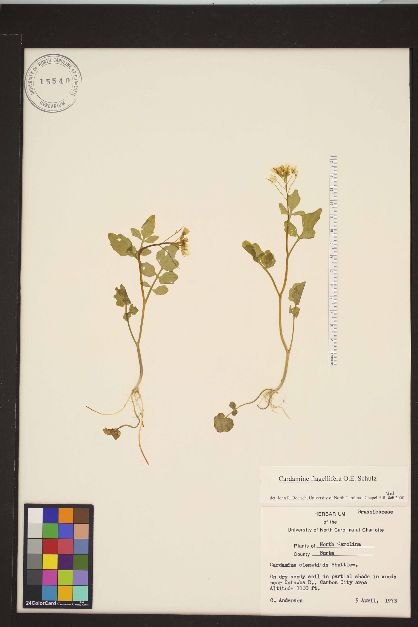 Cardamine flagellifera image