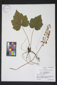 Tiarella cordifolia image