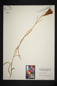 Gentiana autumnalis image