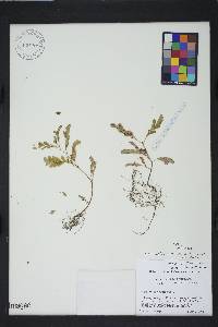 Emblica urinaria image