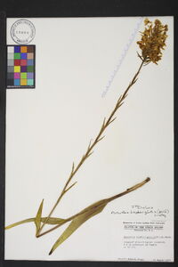 Platanthera blephariglottis image